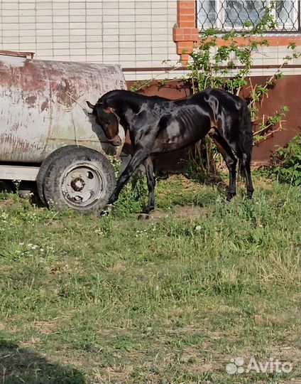 Карачаевский жеребец