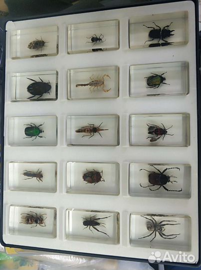 Коллекция насекомых