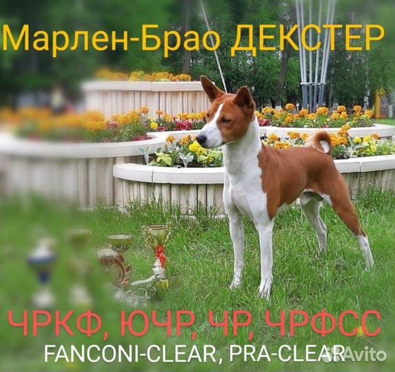 Кобель басенджи