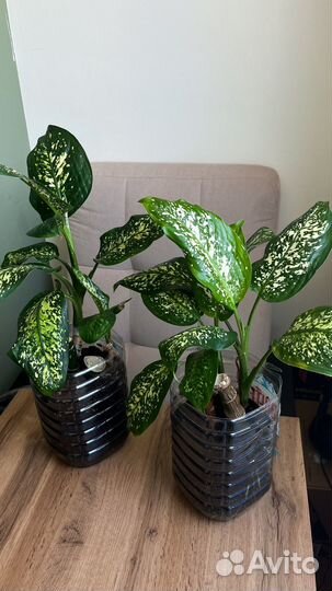 Комнатные растения