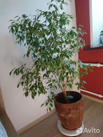 Фикус бенджамина пестролистный