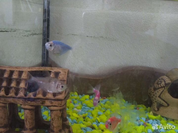 Аквариумные рыбки