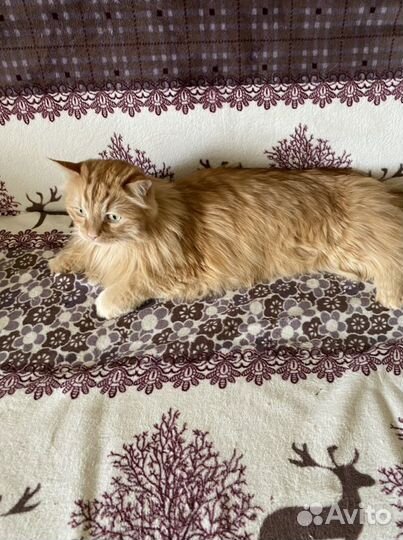 Стрижка кошек и собак(груминг) с выездом на дом