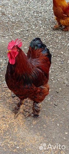 Петух брамо