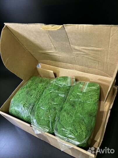 Стабилизированный мох ягель