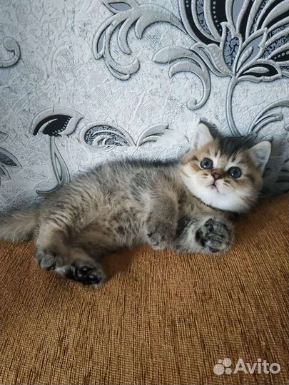 Шотландский Котик