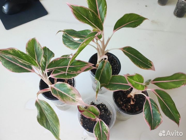 Аглаонема липстик пинк