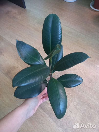 Фикус Каучуконосный