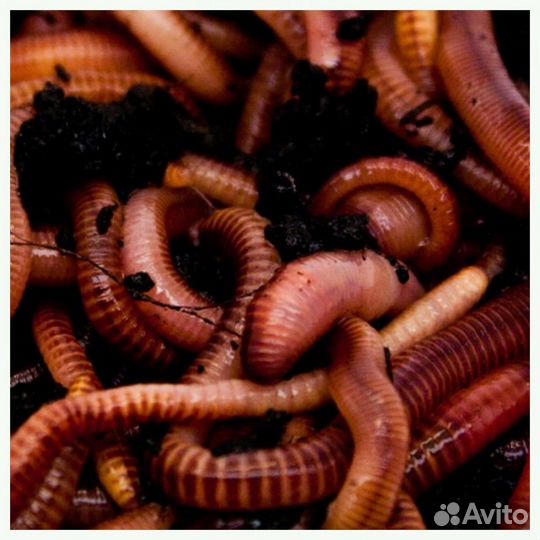 Червь для рыбалки Дендробена