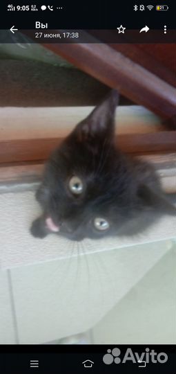 Отдам котёнка в добрые руки