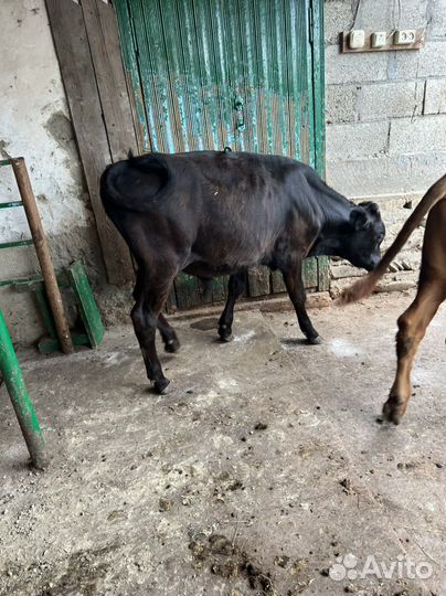 Телята бычки
