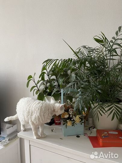 Домашняя передежка животных