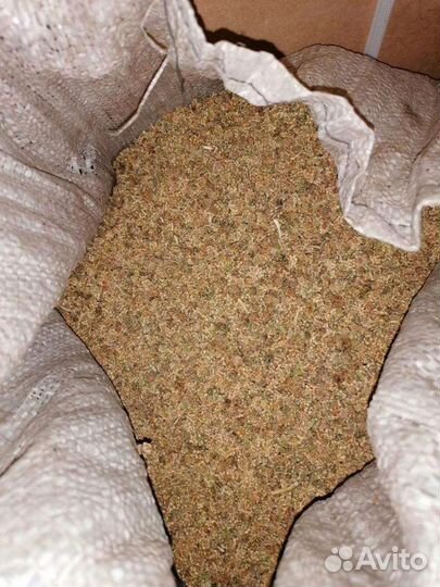 Семена кормовой свеклы