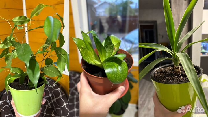 Комнатные цветы обмен