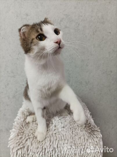 Тимка - Тимоша