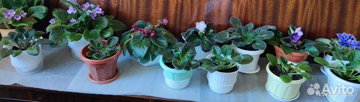 Цветы в горшках