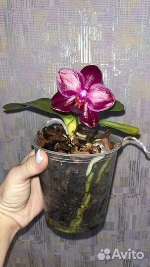 Фаленопсис Sogo Relex