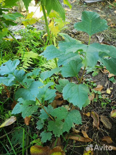 Саженцы калины