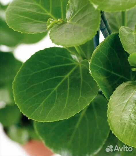 Циссус ротундифолия