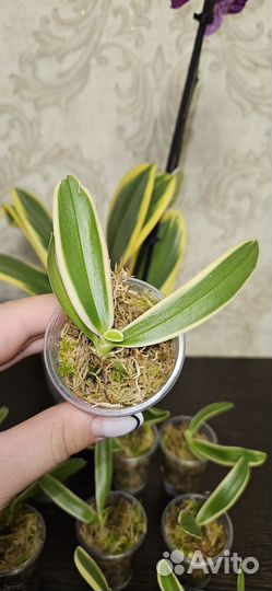 Орхидея Magic leaf