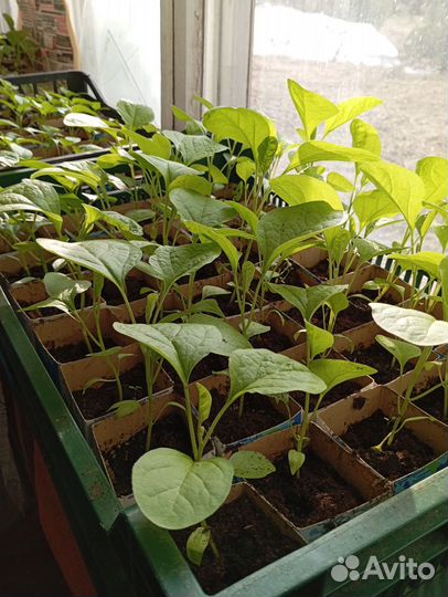 Рассада помидор баклажанов и перцев