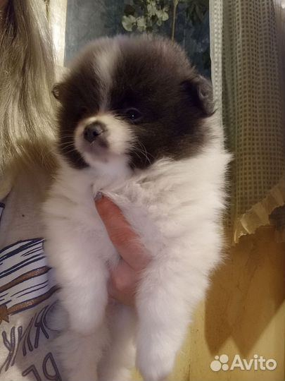 Шпицы малыши