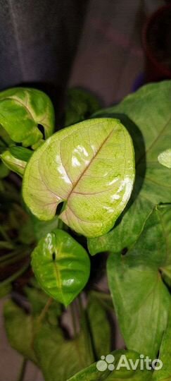 Сингониумы