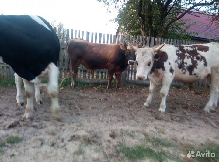 Бычки и быки на мясо