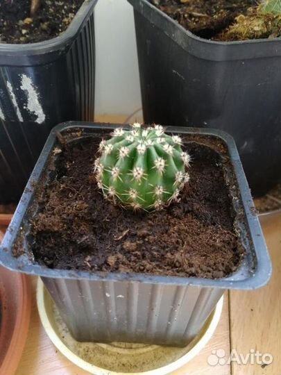 Красиво цветущие кактусы