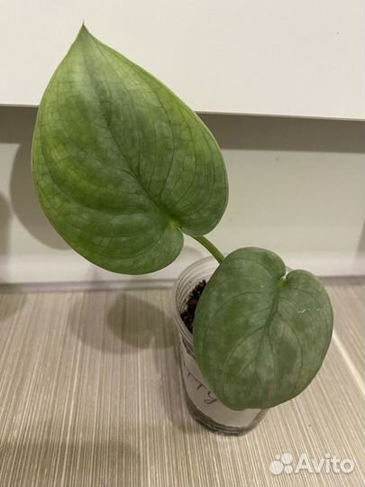 Эпипремнумы и сциндапсусы