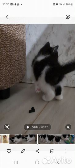 Котятки