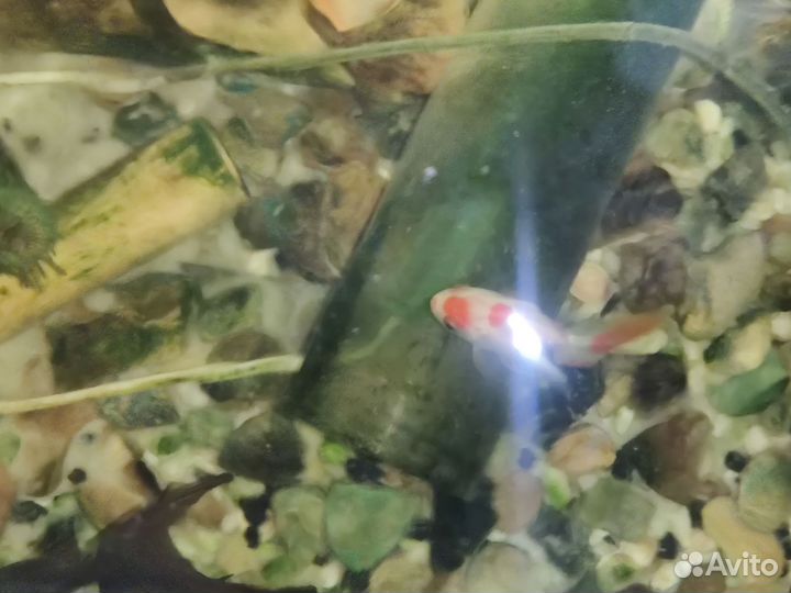 Аквариум 110л