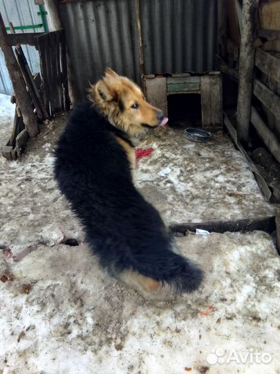 Немецкая овчарка в добрые руки