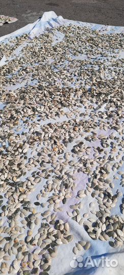 Тыквенные семечки