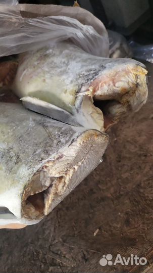 Рыба для кошек и собак