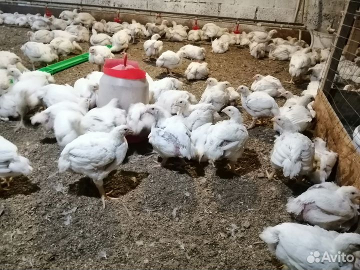 Цеплята бройлеры