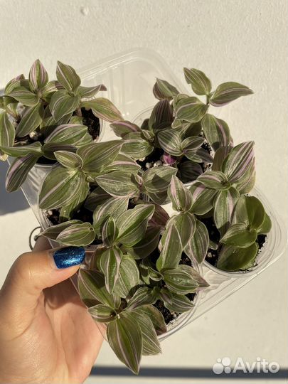 Традесканция нанук