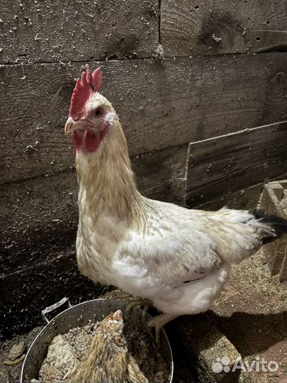 Петухи молодки