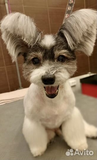 Стрижка собак и кошек