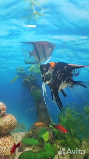 Скалярии пара