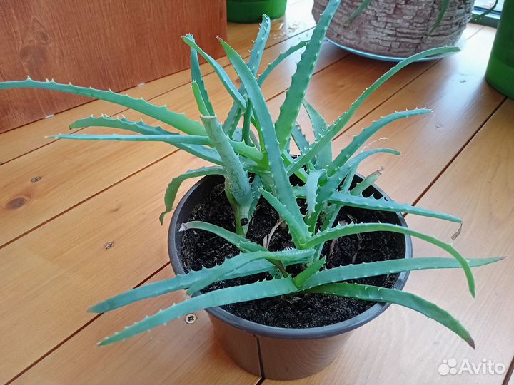 Алоэ лечебный в горшочке