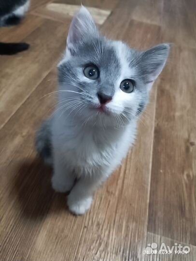 Отдам котенка (девочку) в добрые руки
