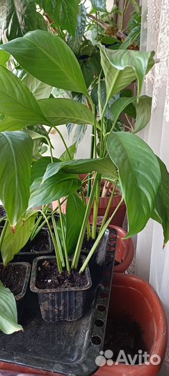 Спатифиллум