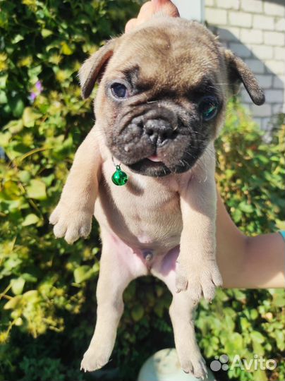 Щенки француского бульдога