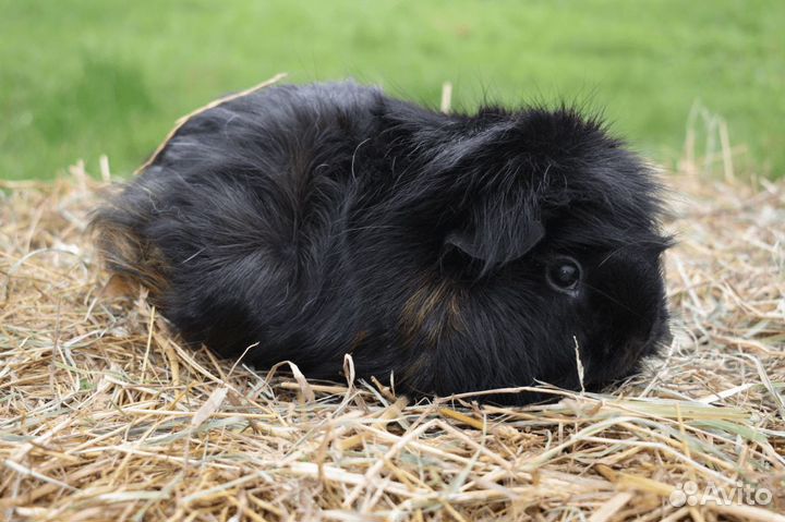 Солома подстилка для собак и других животных