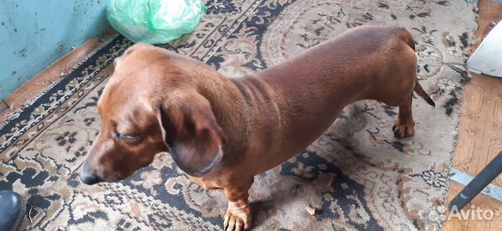 Найдена собака