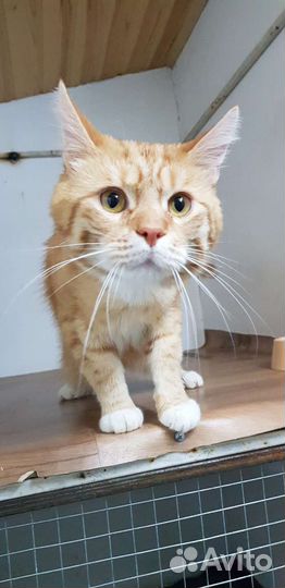 Домашняя передержка