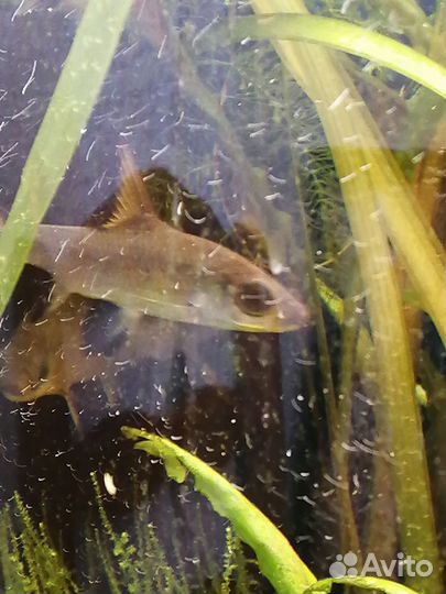 Акулий балу