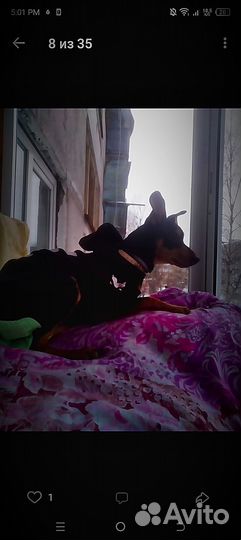 Мини доберман мальчик. Вязка