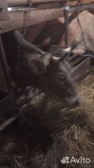 Костромская корова, стельная, дойная
